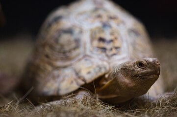 Close up photo of star tortoise in Philippines