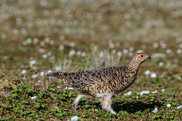 Willow Ptarmigan (Lagopus lagopus) hen in tundra, Barents Sea coastal area