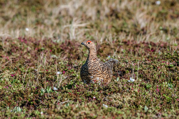 Willow Ptarmigan (Lagopus lagopus) hen in tundra, Barents Sea coastal area