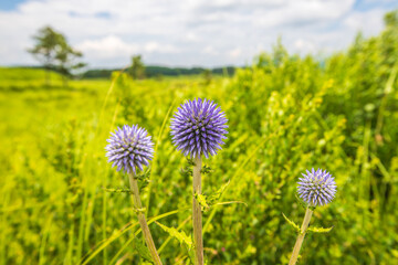 Obraz premium 大分県 タデ原湿原に咲くヒゴタイ 