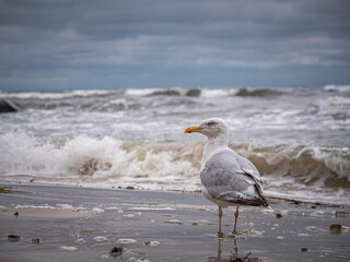Seagull on beach