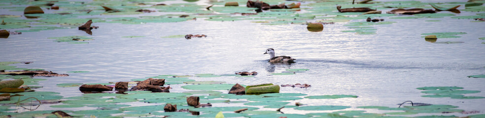 Isolated Cotton pygmy goose swimming on the lake in the evening.