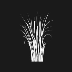 Image of a white reed or bulrush on a black background.Isolated vector drawing.