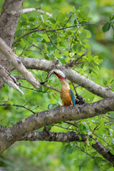 Stork-billed Kingfisher with a fish in its beak, swallowing the fish head first.