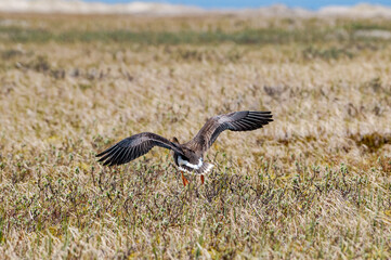Greater White-fronted Goose (Anser albifrons) in Barents Sea coastal area