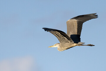 Grey heron