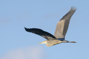 Obraz premium Grey heron