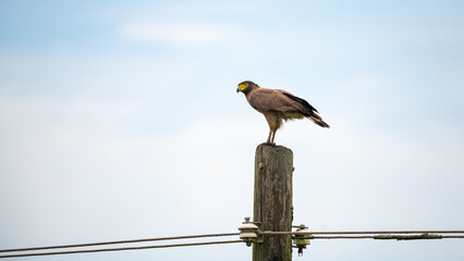 Crested serpent eagle perch on a wooden electric pole against the sky background.
