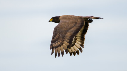 Crested serpent eagle in flight against clear skies side view, wings down position.