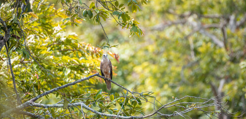 Juvenile Brahminy Kite perched on a tree branch, green foliage in the background.