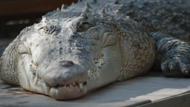 A huge and fat crocodile lies motionless and basks in the sun close-up.