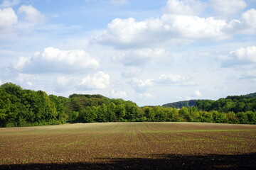 Großes weitläufiges Feld mit grünen Keimlingen nach der Aussaat im Herbst bei Sonnenschein am...