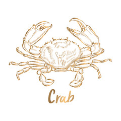 Line Drawing Vector golden crab on a white background