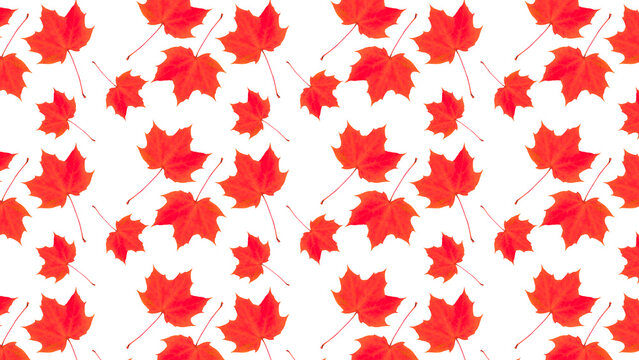 Pattern of autumn red maple leaves on a white background.