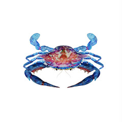 Blue crab