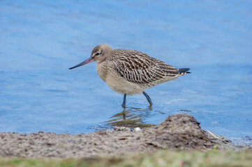 Bar-tailed Godwit (Limosa lapponica) in Barents Sea coastal area