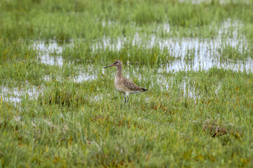 Bar-tailed Godwit (Limosa lapponica) in Barents Sea coastal area