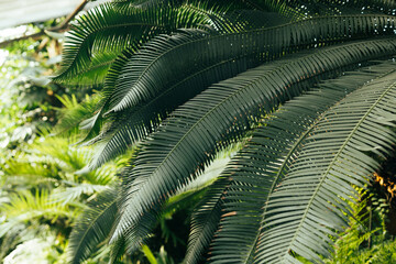 Fototapeta premium Close up of palm leaves, Abstract striped natural green background. Background and texture