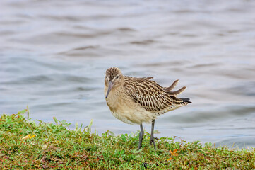 Bar-tailed Godwit (Limosa lapponica) in Barents Sea coastal area