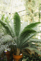Fototapeta premium Inside greenhouse with tropical plants, rainforest vegetation. Botanical conservatory interior with evergreen tropic palms and fern. 