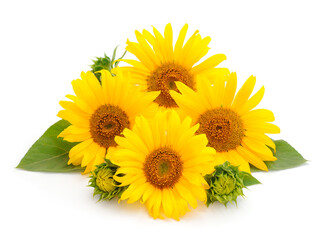 Group of yellow bright beautiful sunflower flowers.