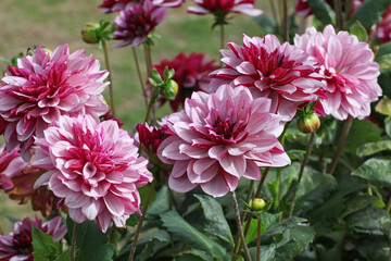 Dahlia 'Creme de Cassis' in flower.