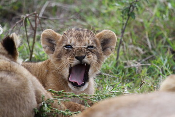 Obraz na płótnie Canvas Lion cub yawning and frowning closeup