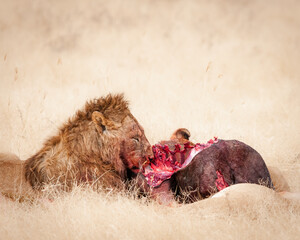 Male Lion eating kill in Ngorogoro Crater, Tanzania 