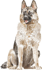 German shepherd dog illustration
