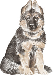 German shepherd puppy illustration