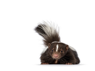 Fototapeta na wymiar Cute classic brown with white striped young skunk aka Mephitis mephitis, laying down flat facing front. Looking towards camera with tail high up. Isolated on a white background.