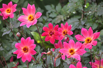 Fototapeta na wymiar Pink Dahlia' Twyning's Revel' in flower.