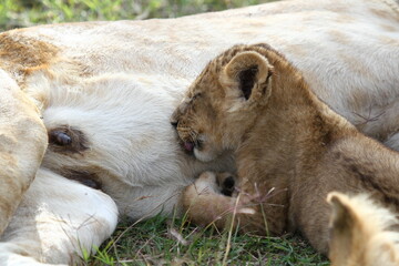 Tiny lion cub sucking his mother's milk