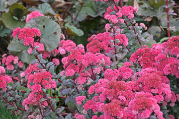 Sedum 'Red Cauli' in flower.