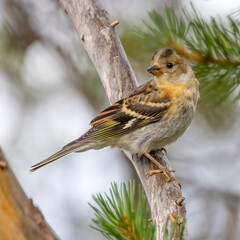 Brambling