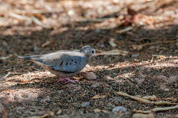 Common Ground-Dove (Columbina passerina) in Salton Sea area, Imperial Valley, California, USA