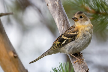 Fototapeta premium Brambling