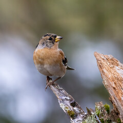 Brambling