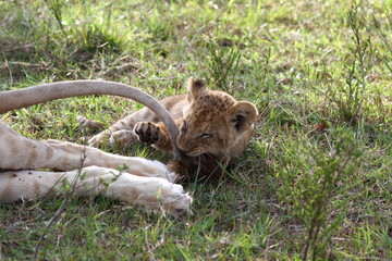 Tiny lion cub playing with his mother's tail