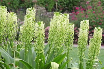 Eucomis pallidiflora, the giant pineapple lily ÔGoliathÕ in flower.