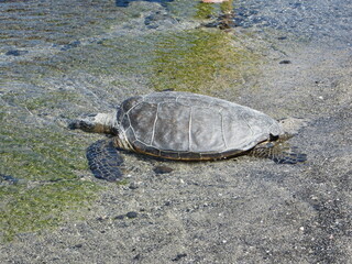 Sea turtle in the shallow water 