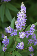 Purple Chaste Tree in flower.