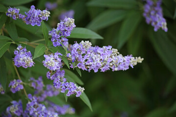 Purple Chaste Tree in flower.