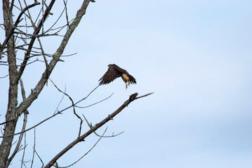 Merlin in a tree