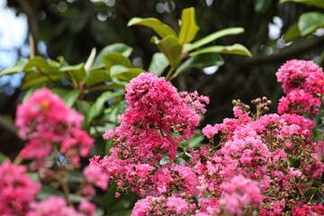 Obraz premium Lagerstroemia indica, the crape myrtle in flower.