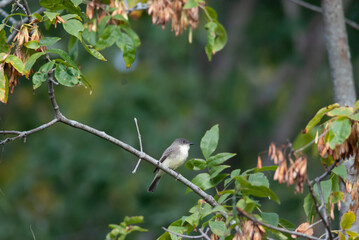 Eastern Phoebe in a tree perch