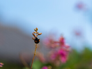 てんとう虫と萩の花