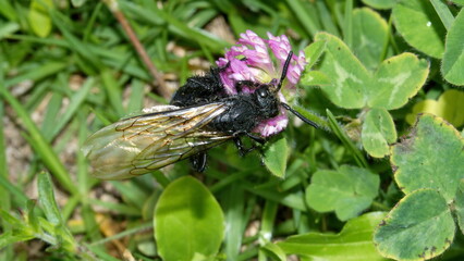 Large, black wasp on a pink clover flower in the grass in Cotacachi, Ecuador
