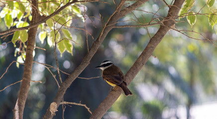 Photograph of a Great kiskadee. The bird was found on the Porto Alegre, in Rio Grande do Sul, Brazil.