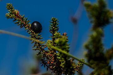 Bażyna czarna © PQ